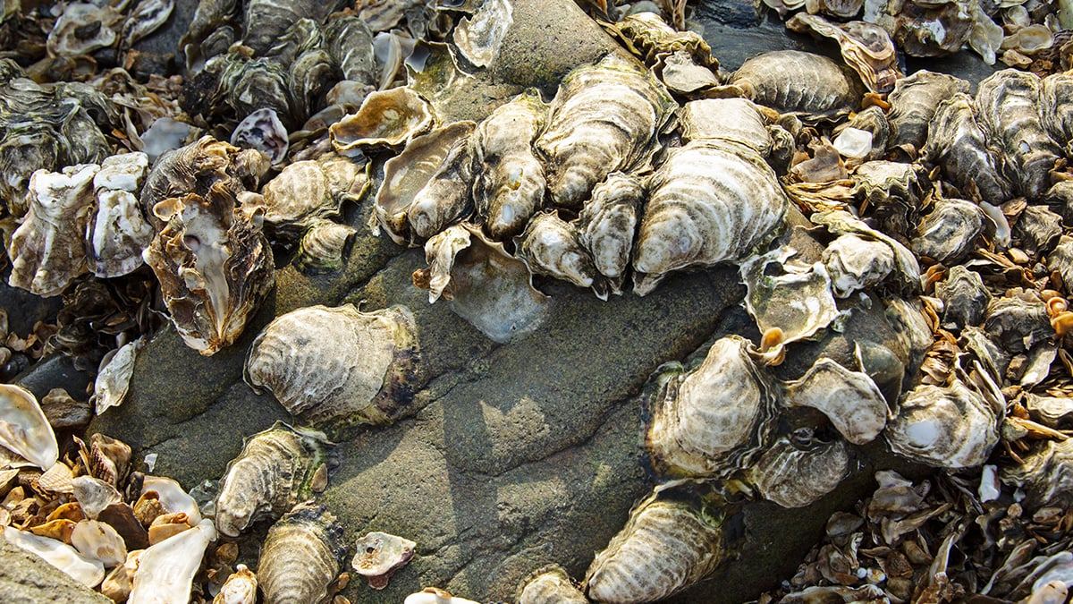 oyster-4.jpg