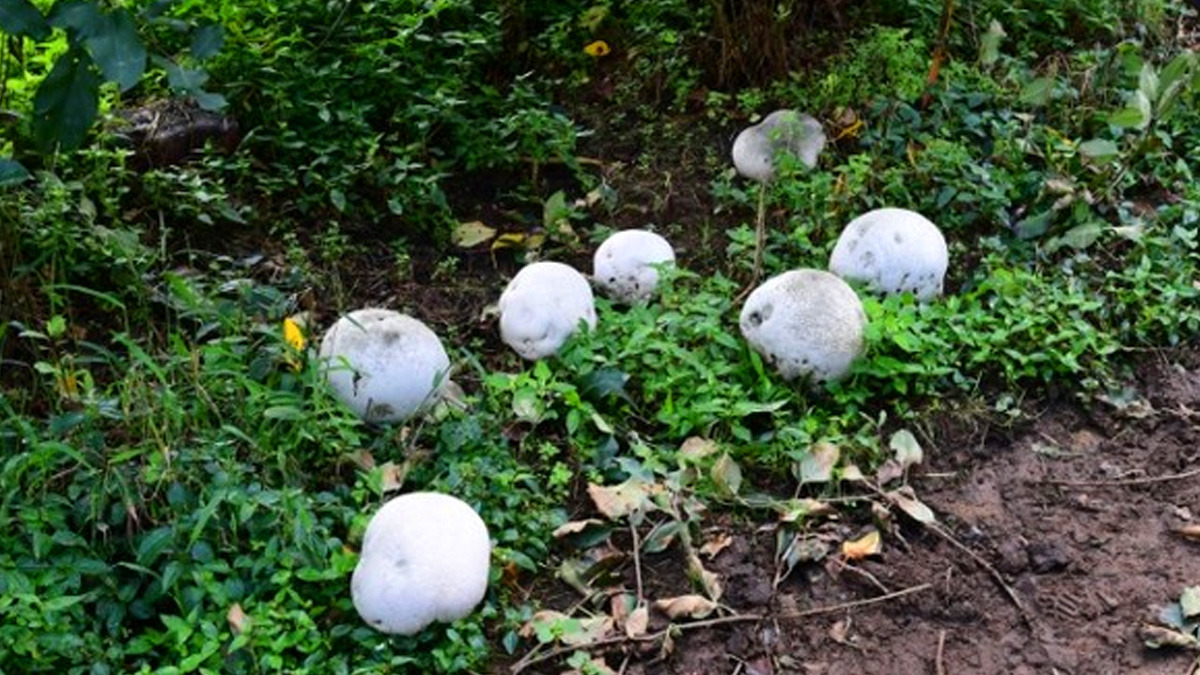 Giant-puffball2.jpg
