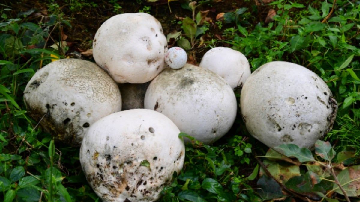 Giant-puffball4.jpg
