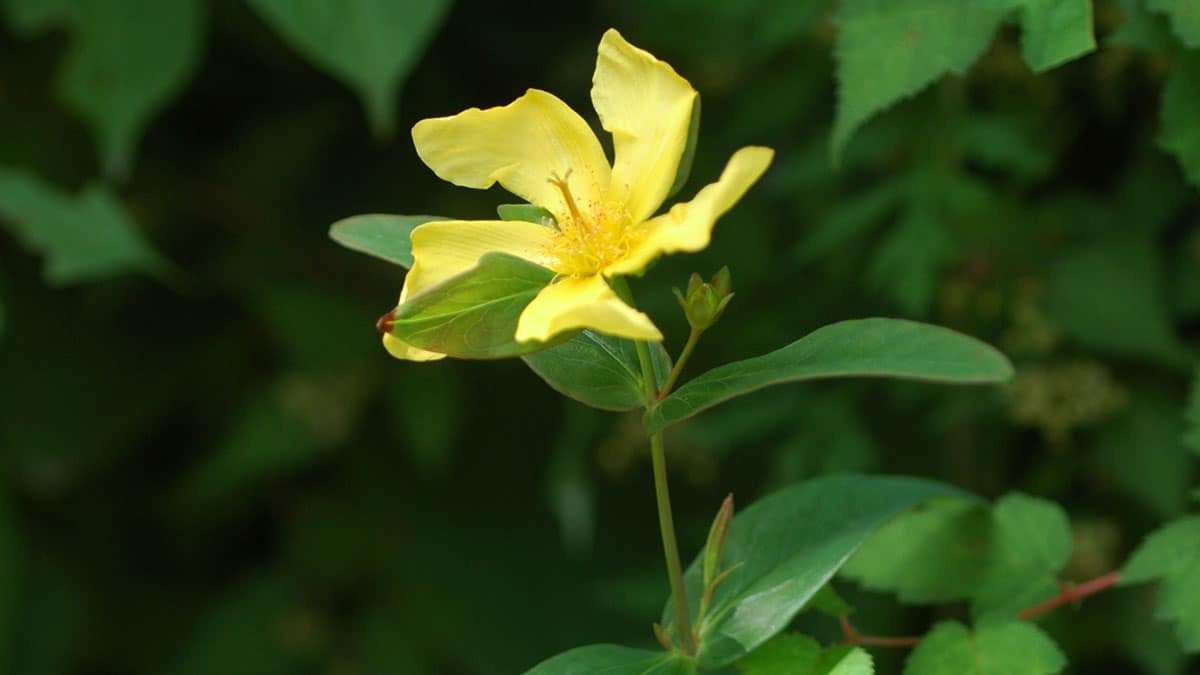 hypericum-ascyron-herb5.jpg
