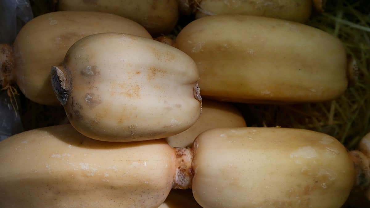 lotus-root3.jpg