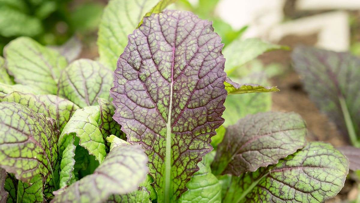 red-mustard-leaf3.jpg