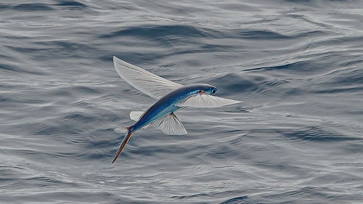 flying-fish3.jpg
