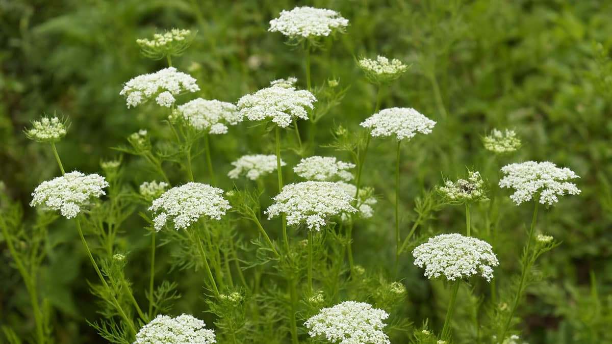 wild-herb5.jpg