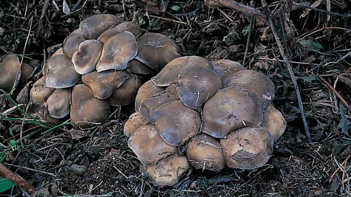 beta-glucan-pine-mushroom2.jpg