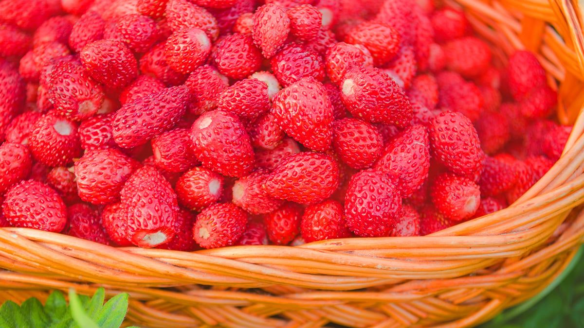 Raspberry-Benefits3.jpg