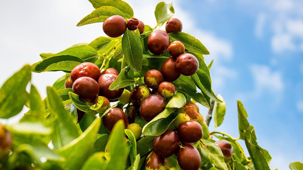 jujube-tree-health-benefits-uses-6.jpg
