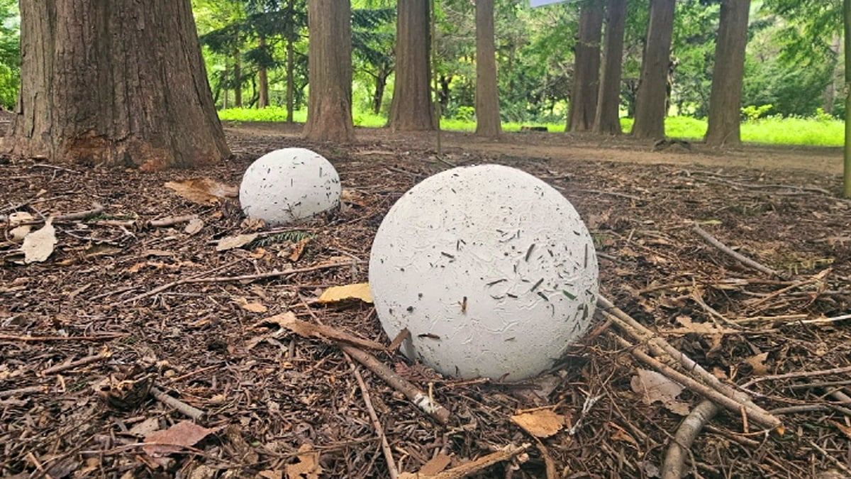 Giant-puffball3.jpg