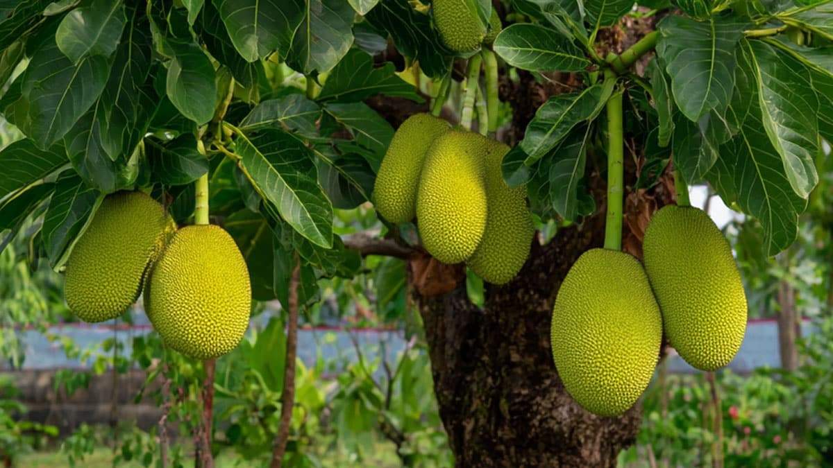 jackfruit3.jpg