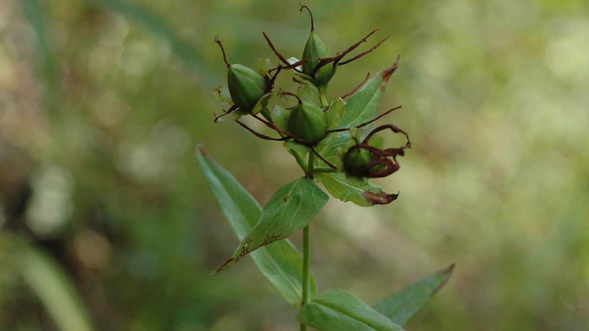hypericum-ascyron-herb4.jpg