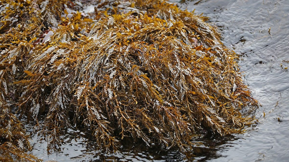 sargassum2.jpg