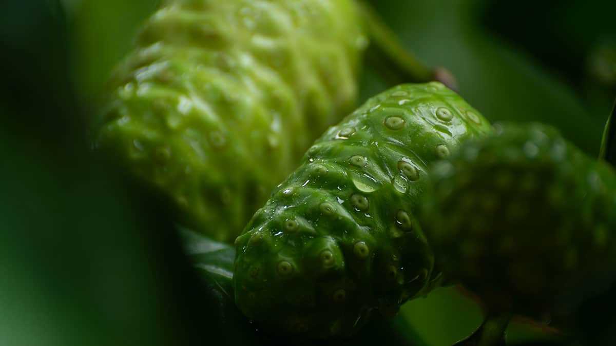 noni-fruit2.jpg