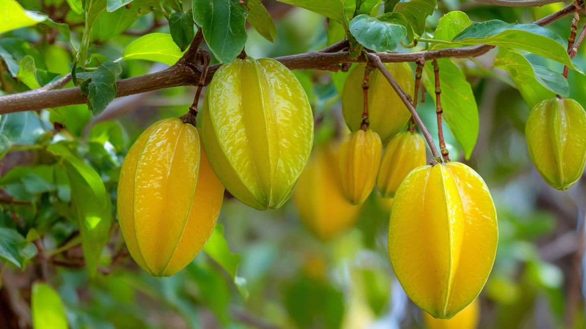 star-fruit2.jpg