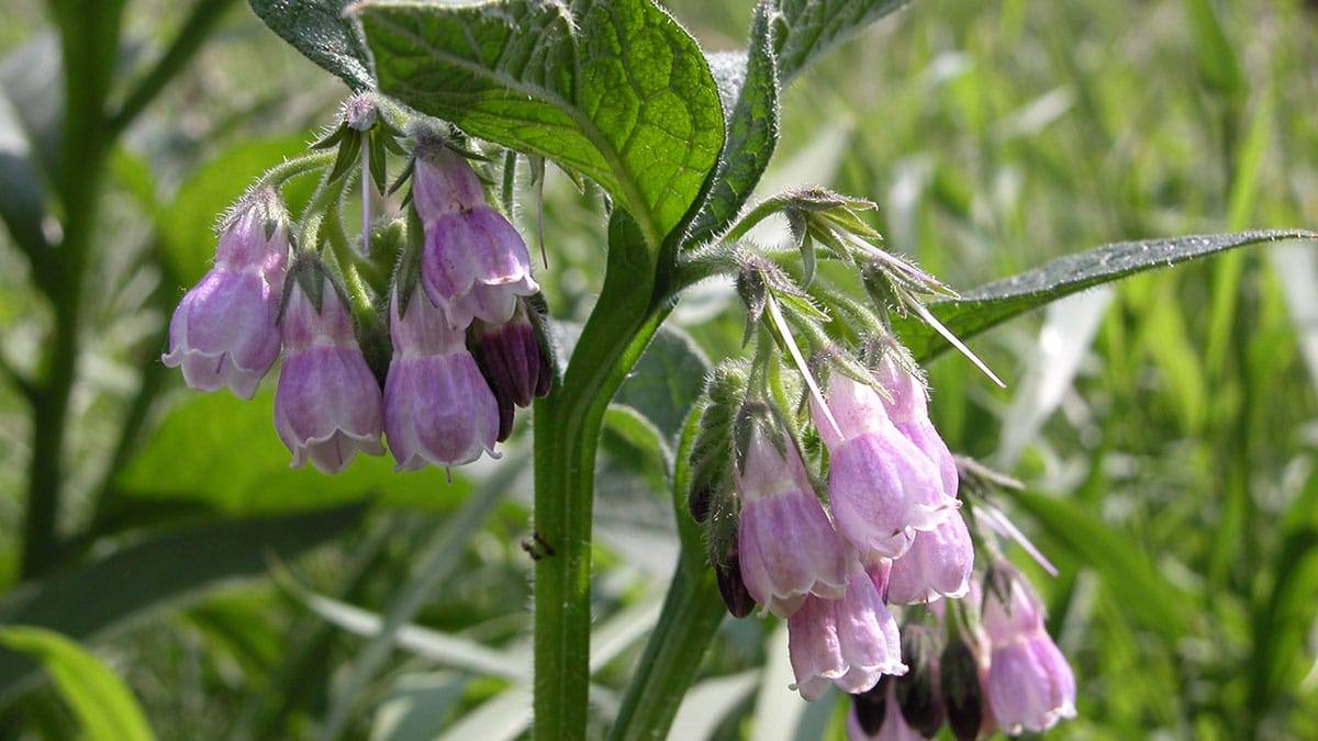 comfrey2.jpg