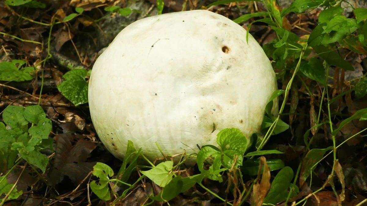 Giant-puffball5.jpg