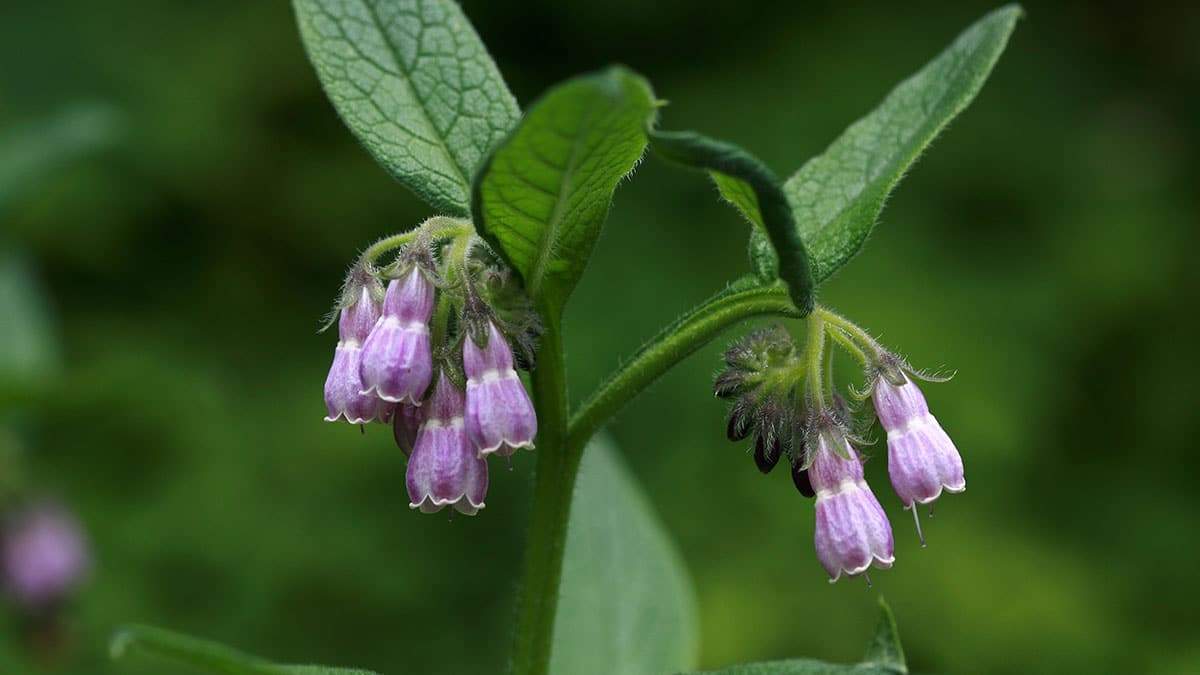comfrey3.jpg