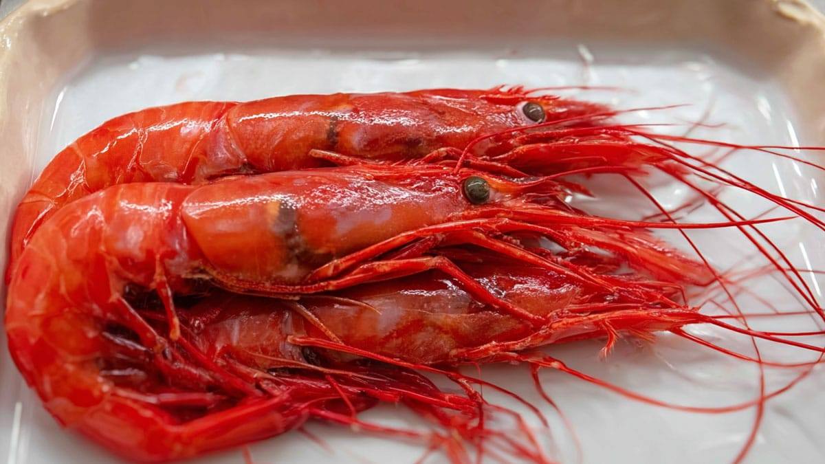 carabineros-shrimp6.jpg