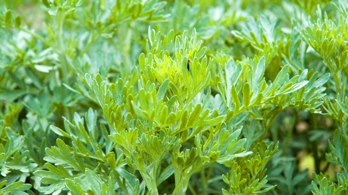 Artemisia-annua-efficacy6.jpg