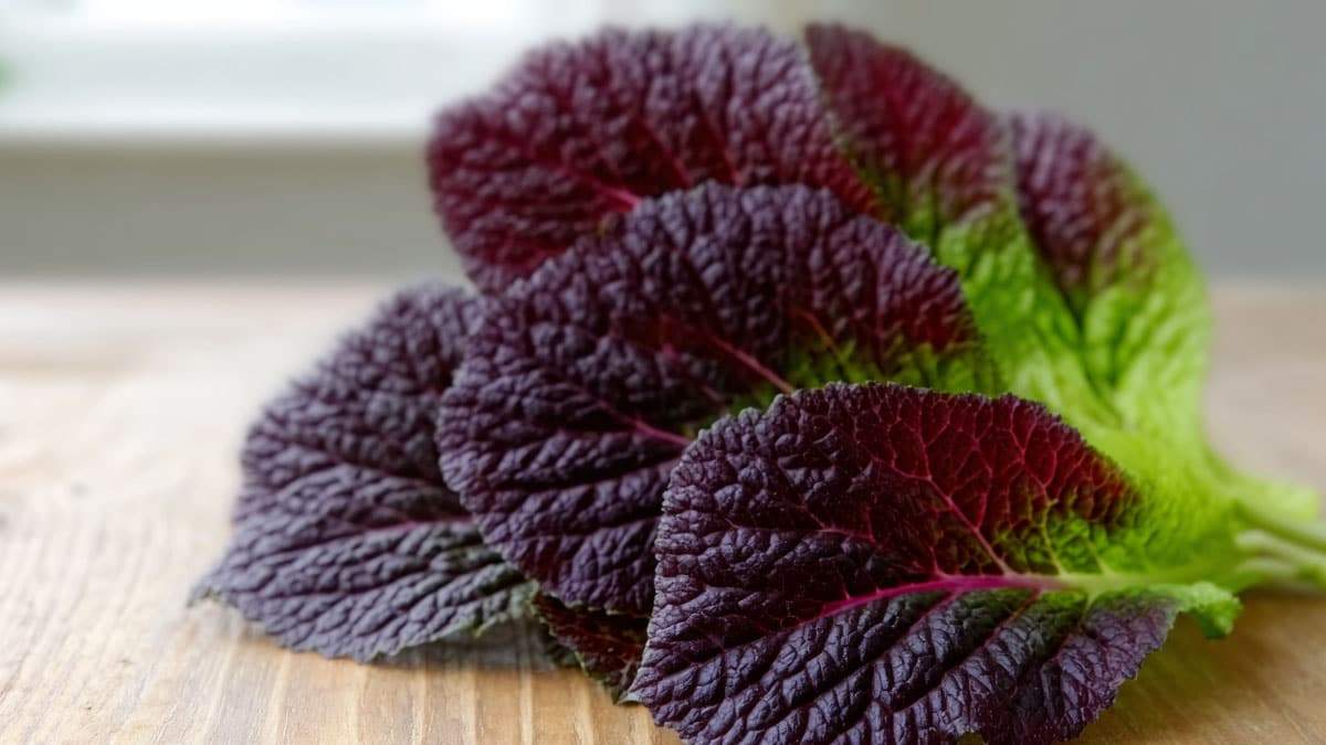 red-mustard-leaf1.jpg