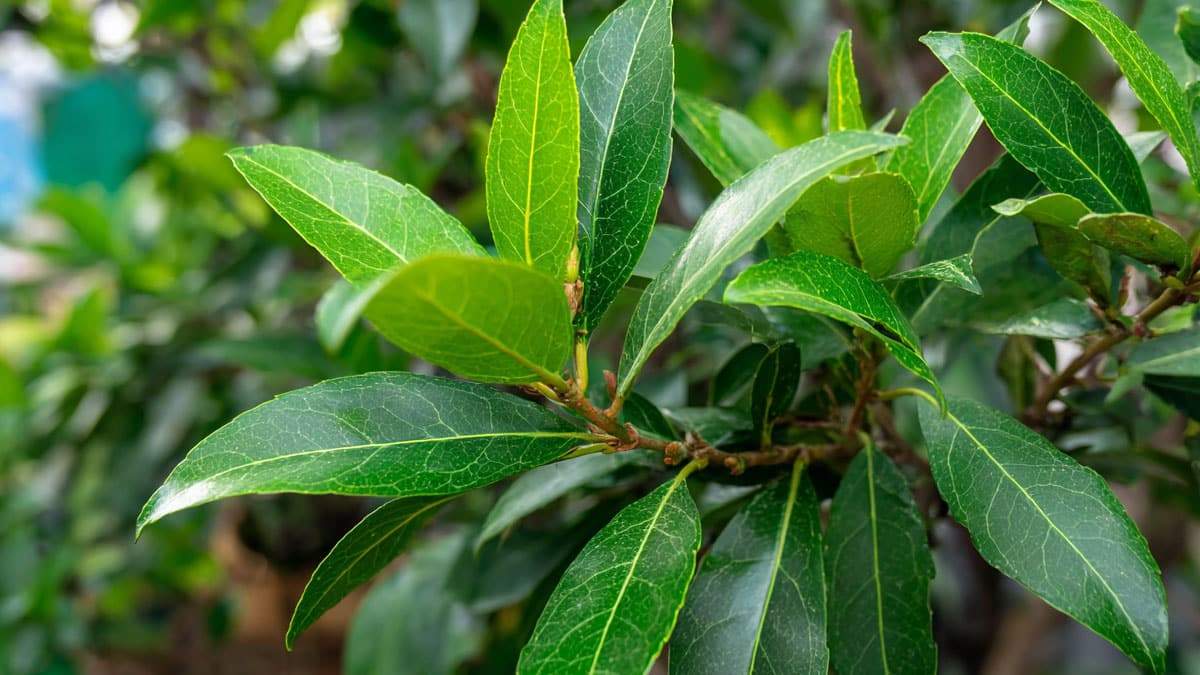bay-leaf-tea1.jpg