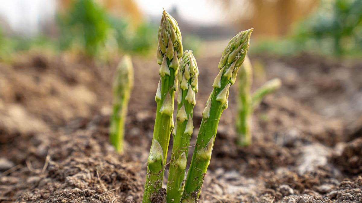 asparagus4.jpg
