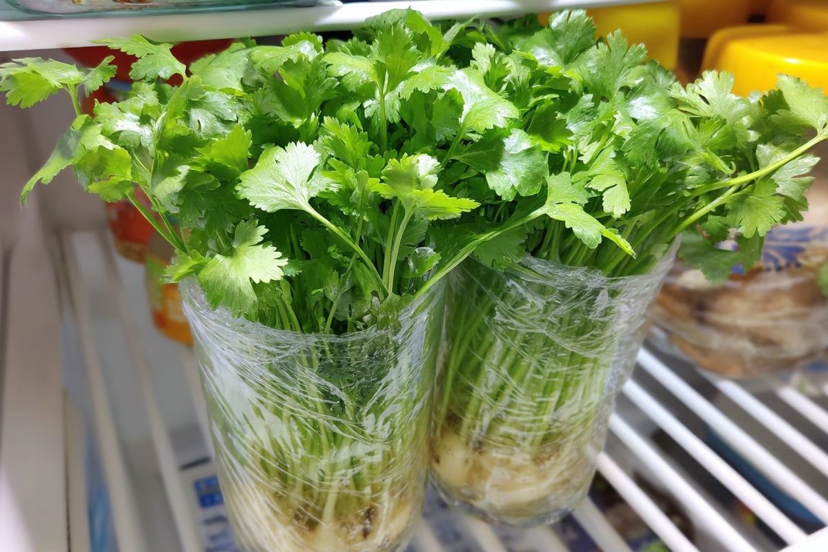How-to-Use-Coriander5.jpg