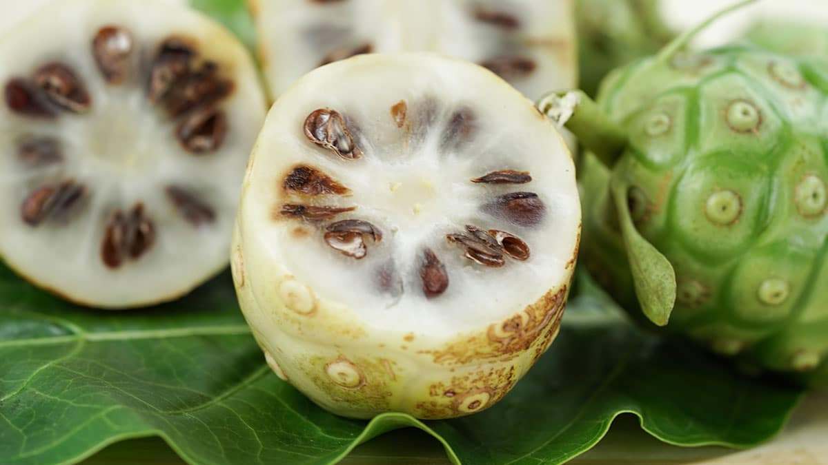 noni-fruit1.jpg