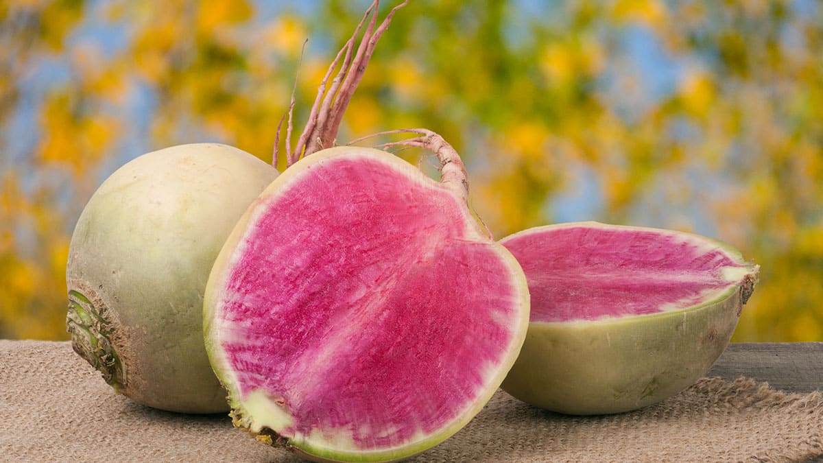 watermelon-radish5.jpg