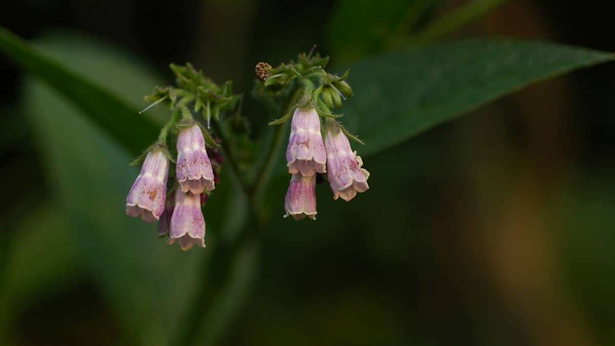 comfrey5.jpg