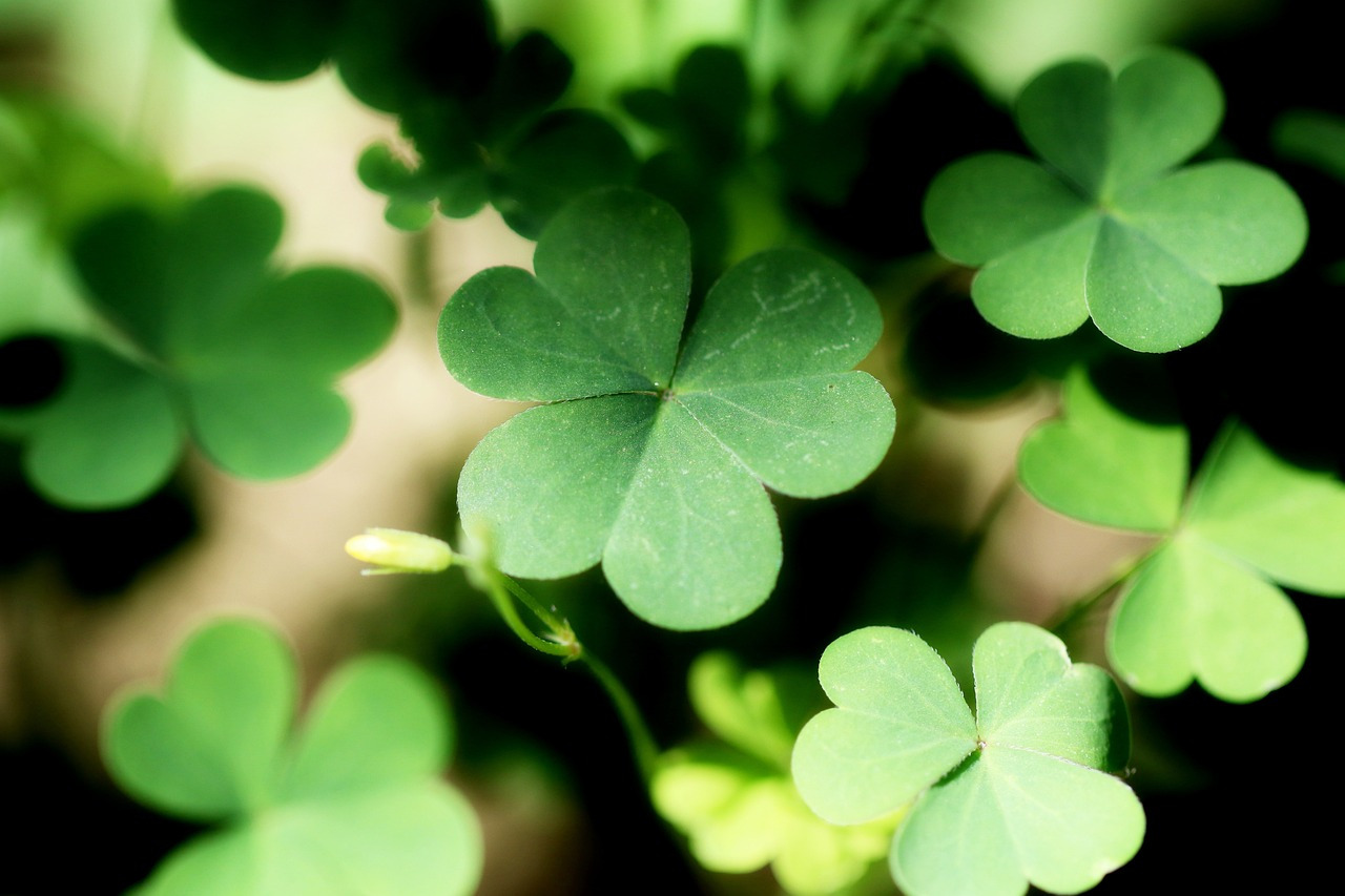 shamrock-2398582_1280.jpg