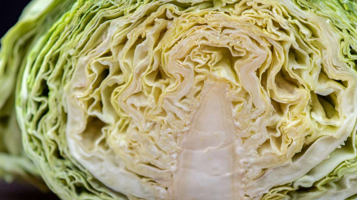 cabbage-2.jpg