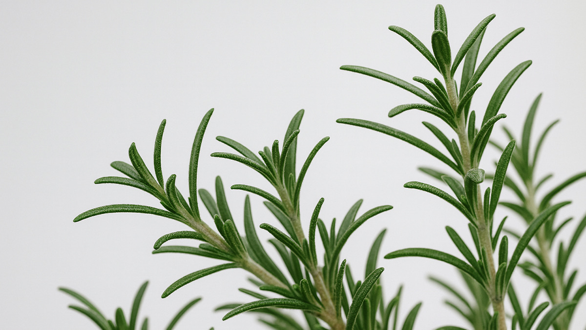 rosemary-3.jpg