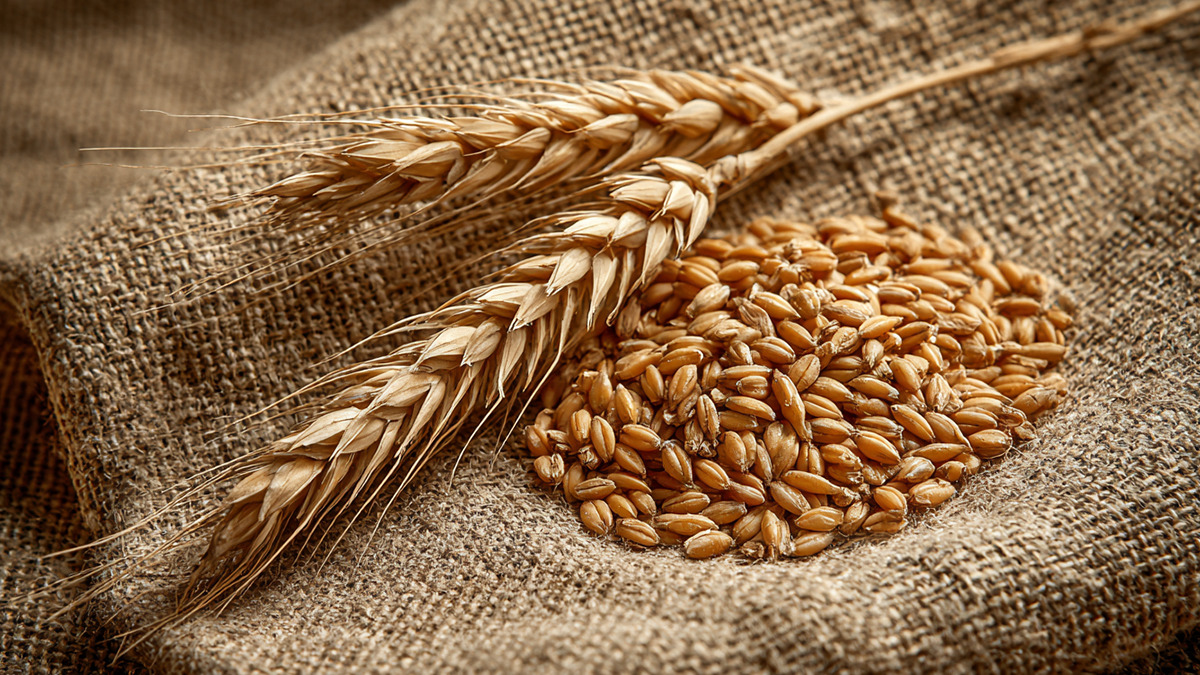 the-benefits-of-barley-2.jpg