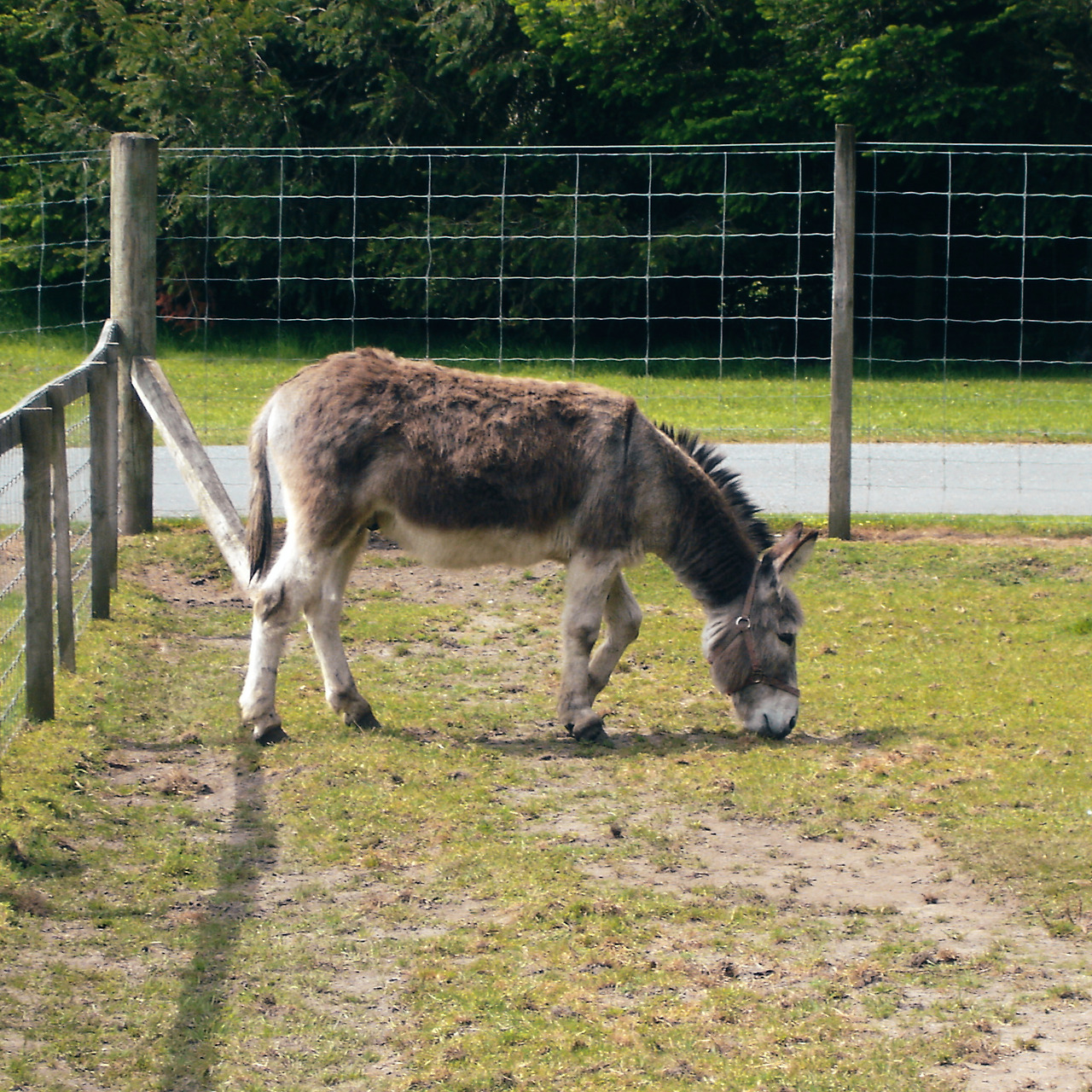 rotorua agrodome 08 - minuir.jpg