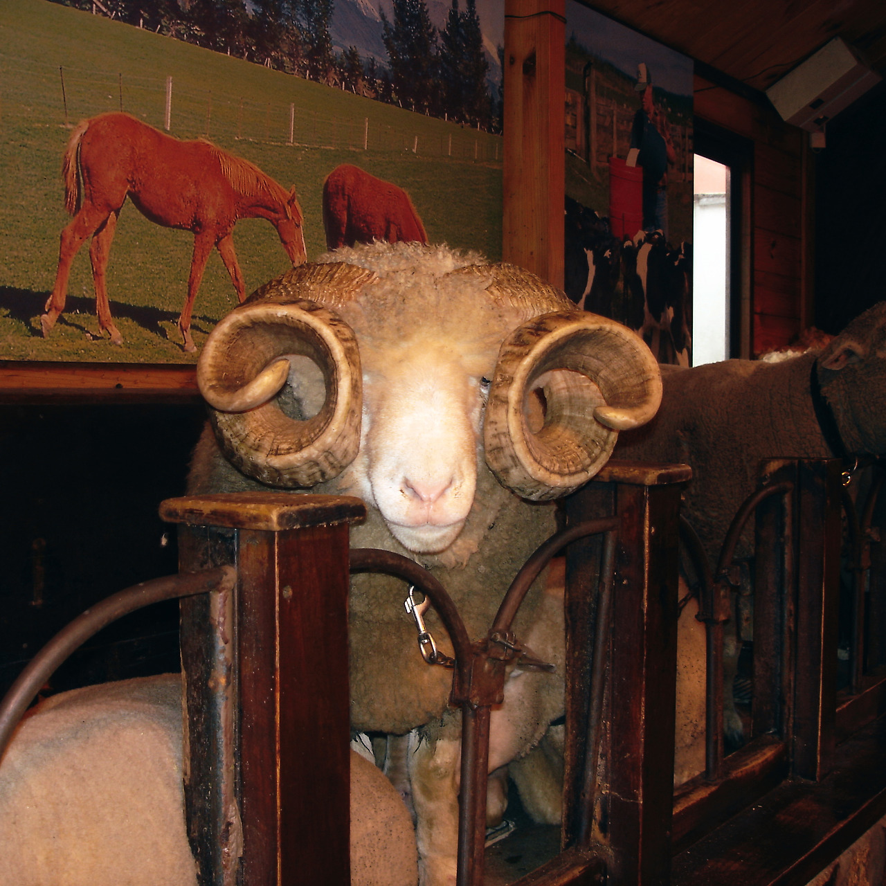 rotorua agrodome 04 - minuir.jpg