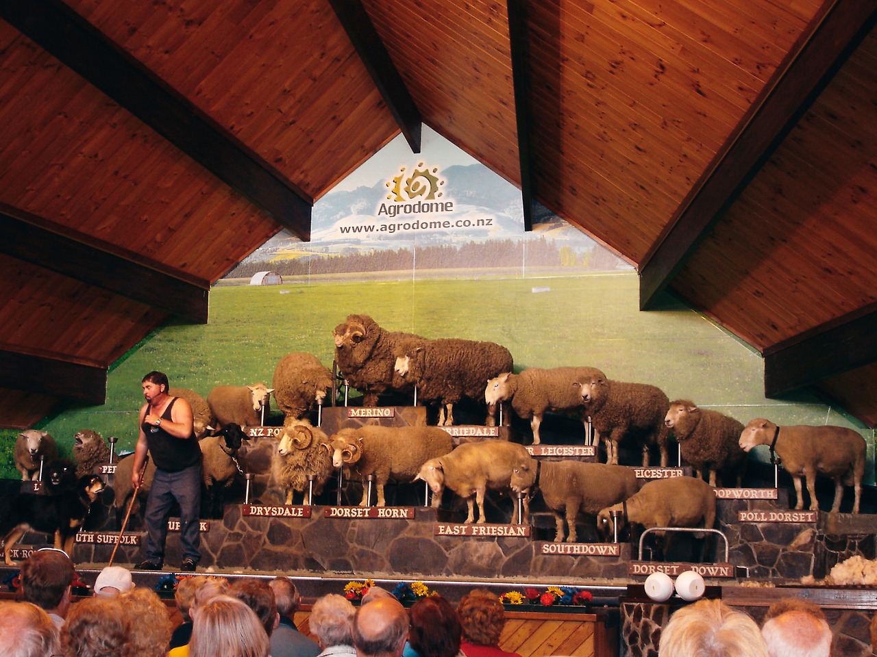 rotorua agrodome 05 - minuir.jpg