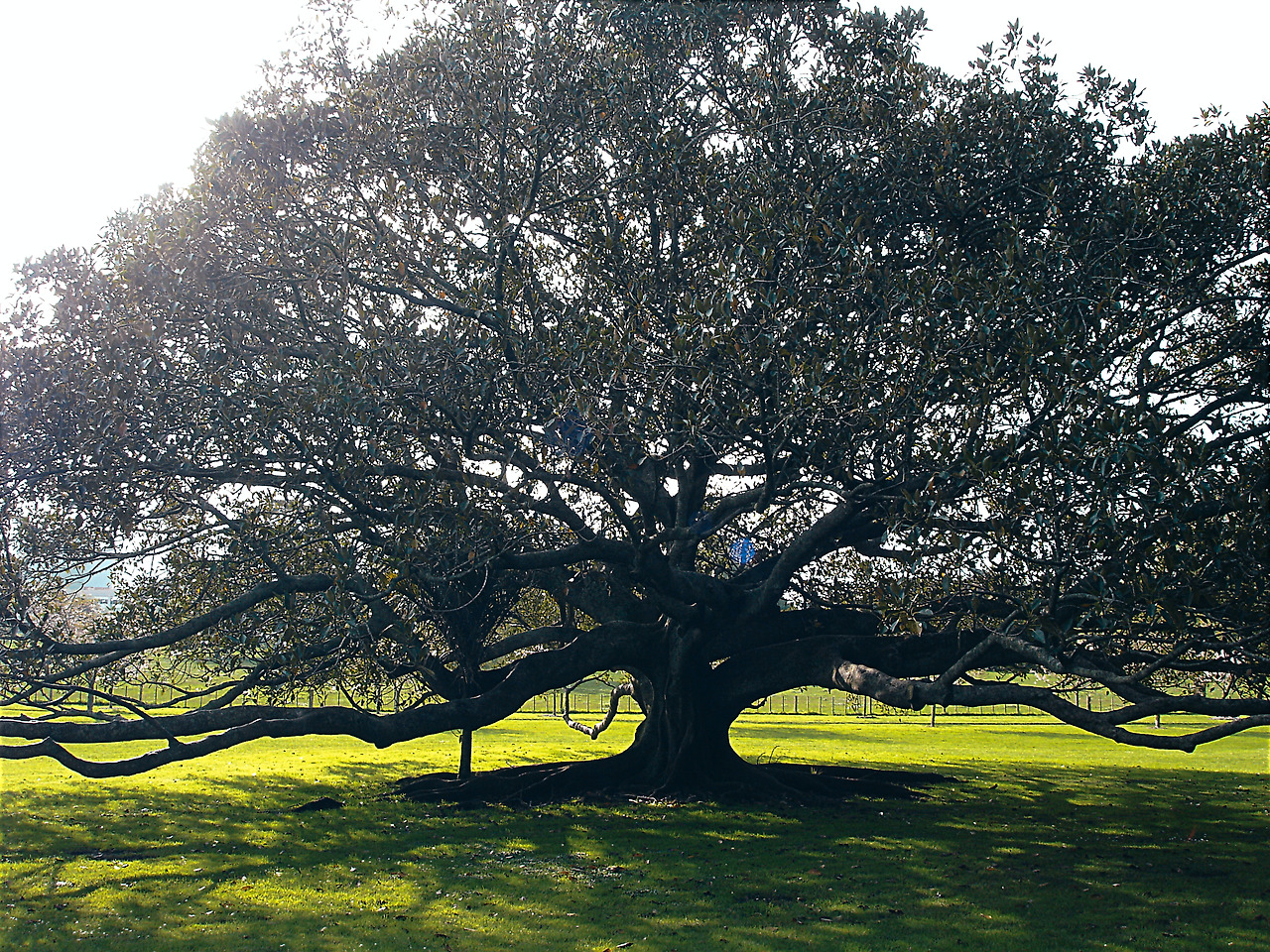 one tree hill 05 - minuir.jpg