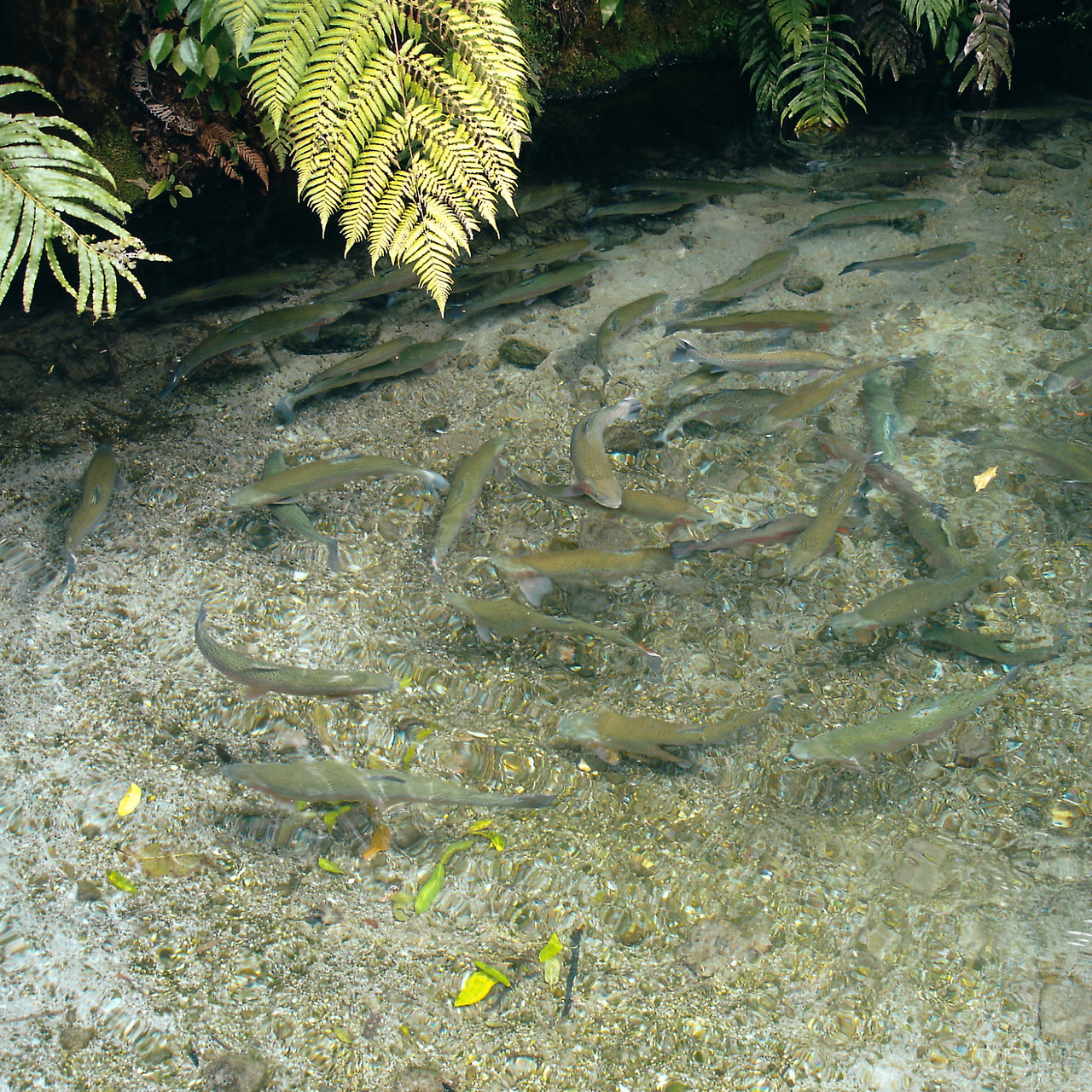 paradise valley springs 03 - minuir.jpg