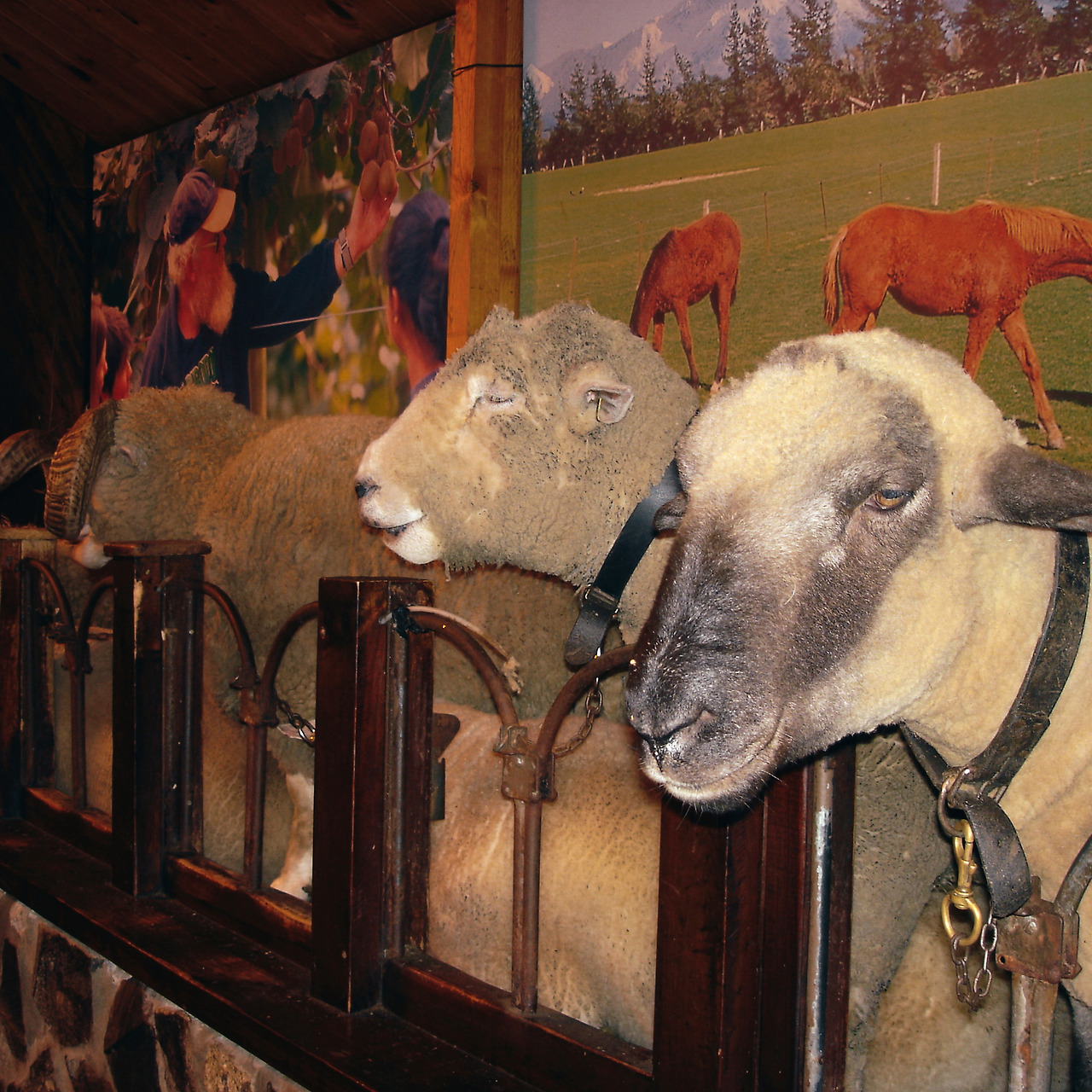 rotorua agrodome 03 - minuir.jpg