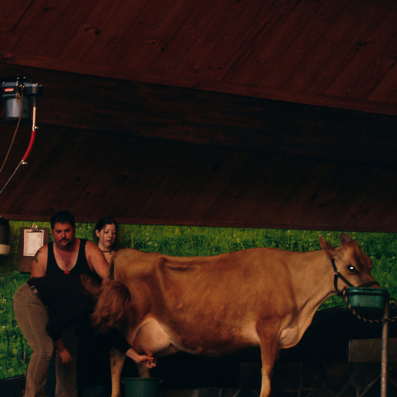 rotorua agrodome 07 - minuir.jpg