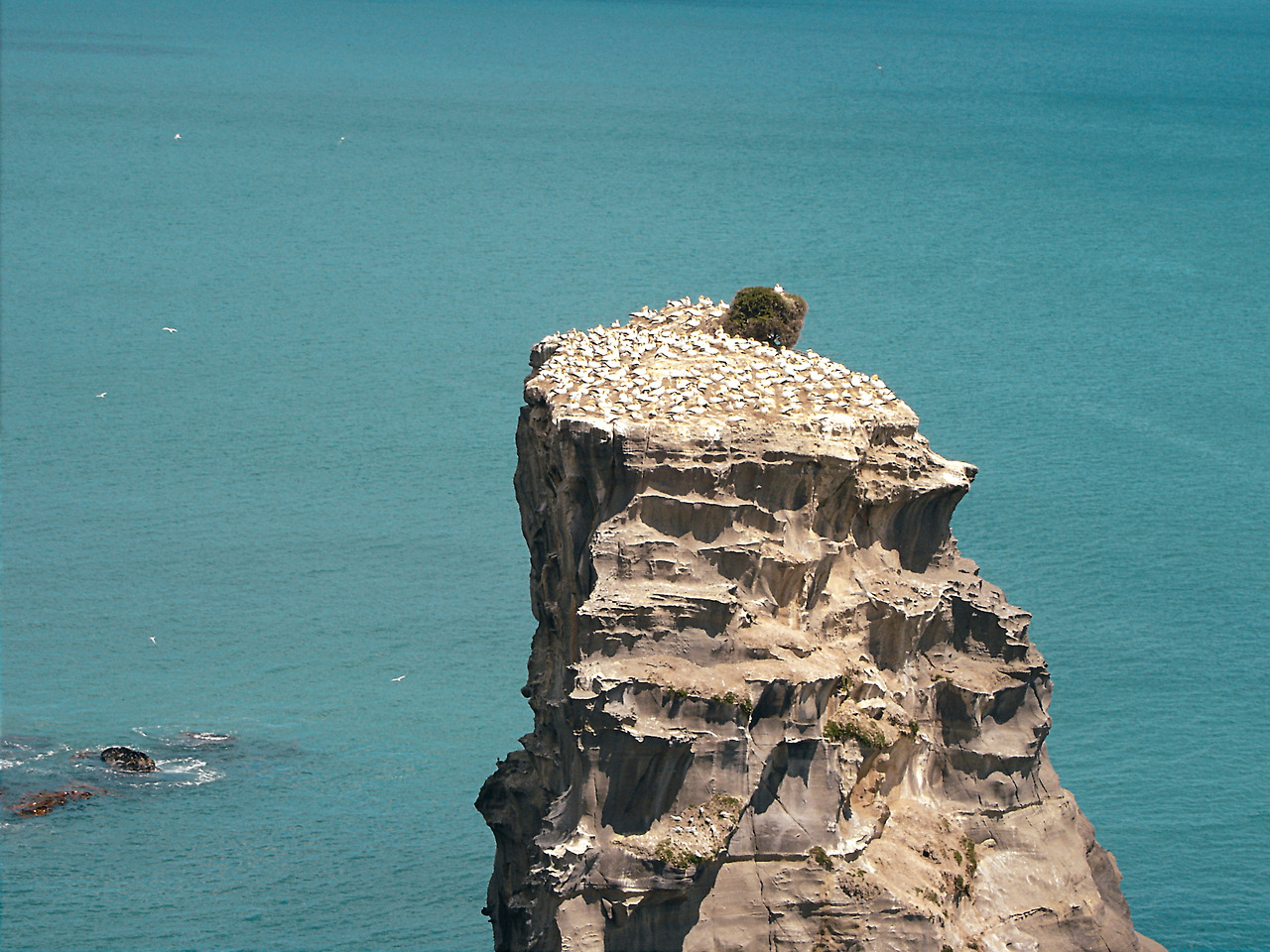 muriwai beach 03 - minuir.jpg