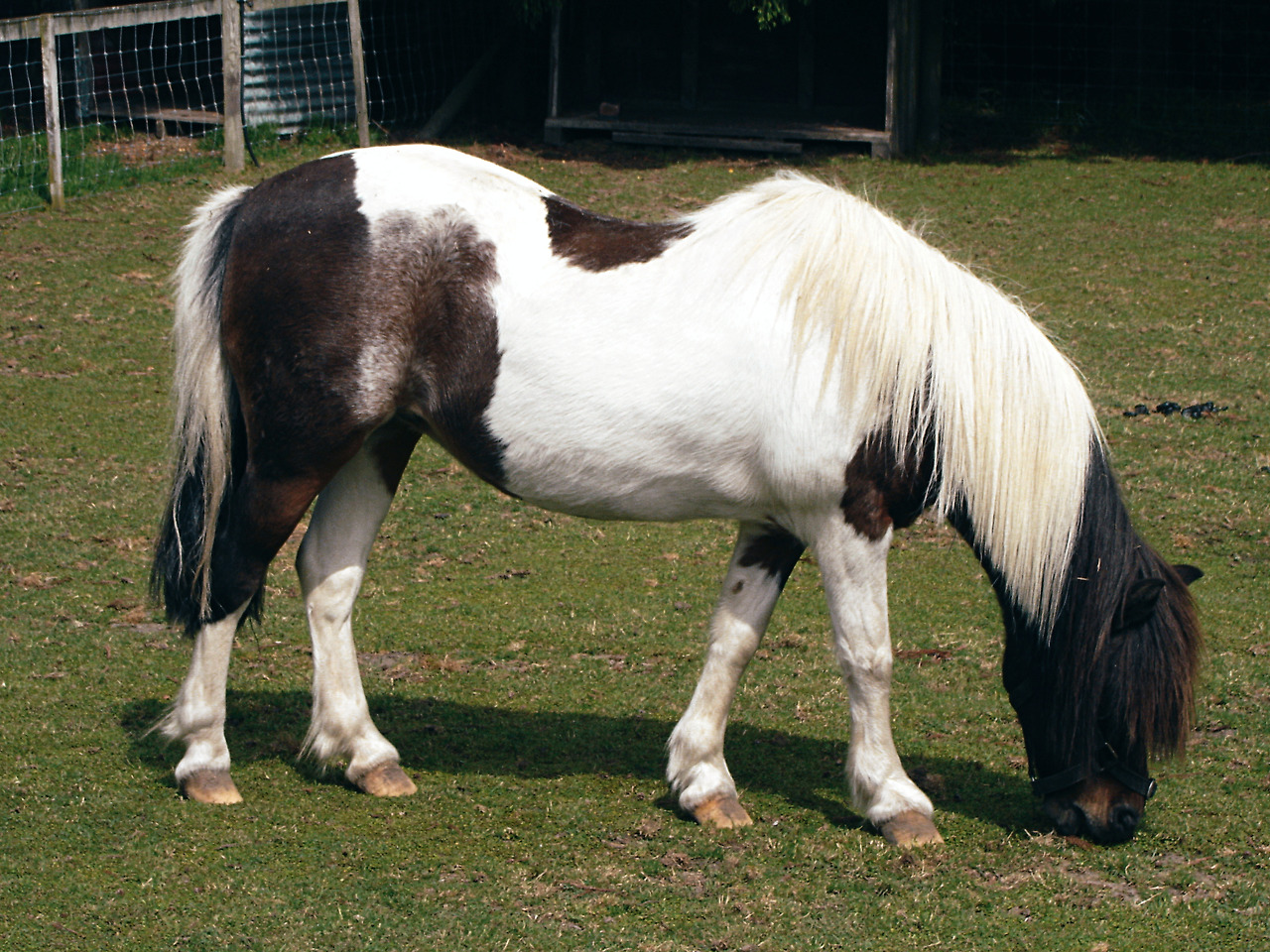 rotorua agrodome 09 - minuir.jpg