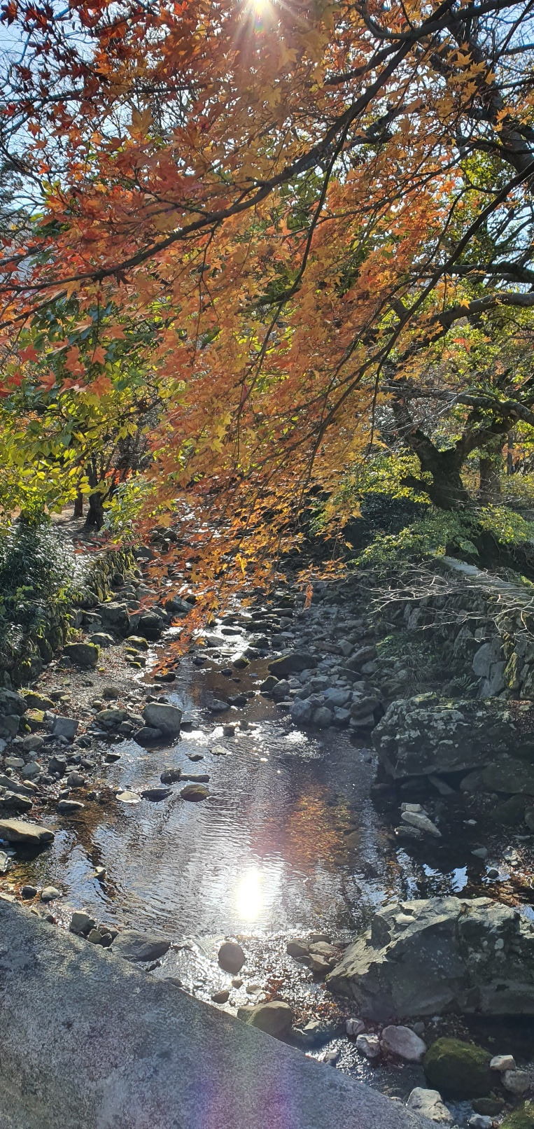 대흥사 단풍 3.jpg