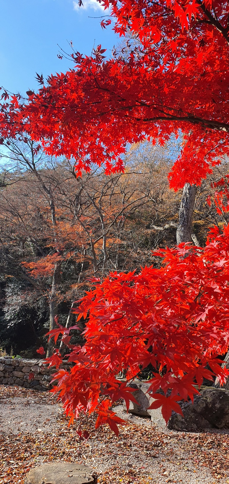 대흥사 단풍 1.jpg