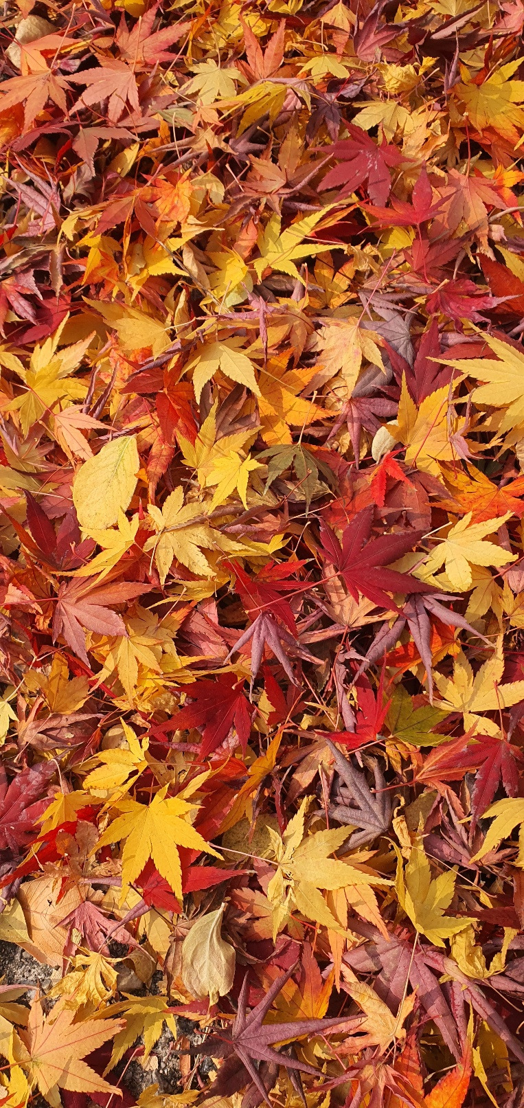 대흥사 단풍 5.jpg