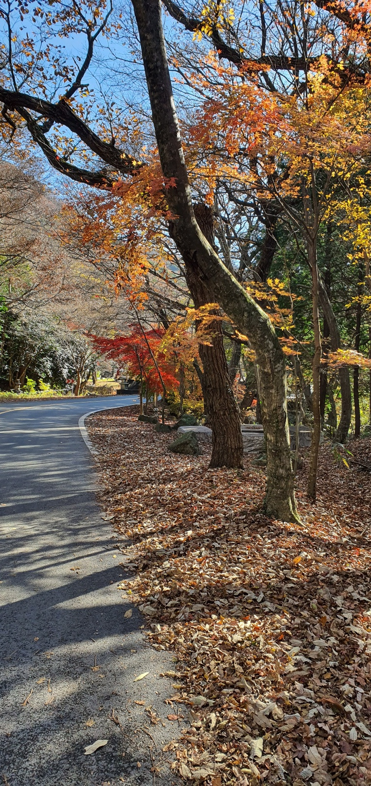 대흥사 단풍 6.jpg