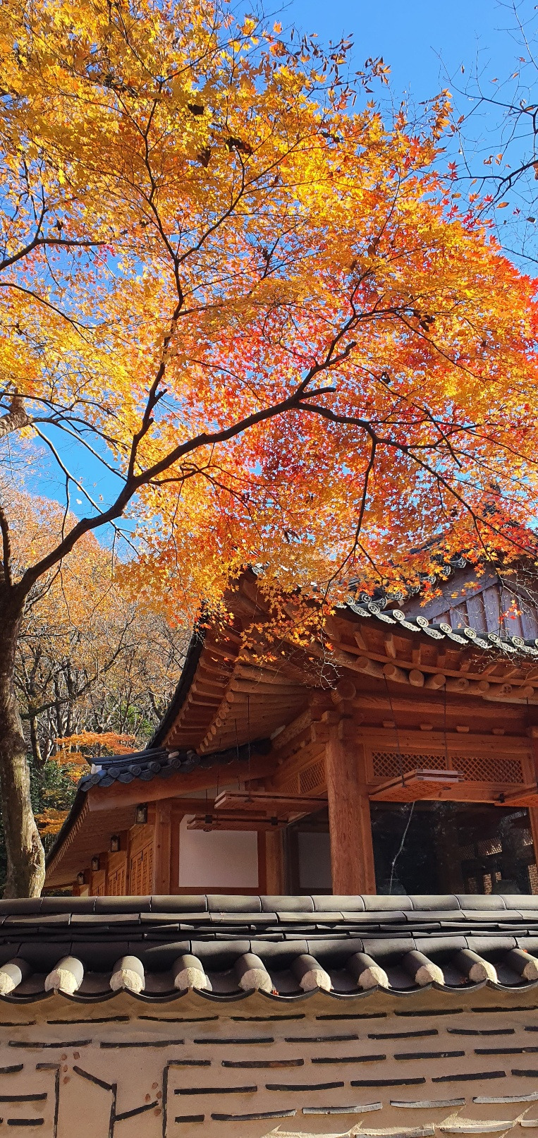 대흥사 단풍 2.jpg