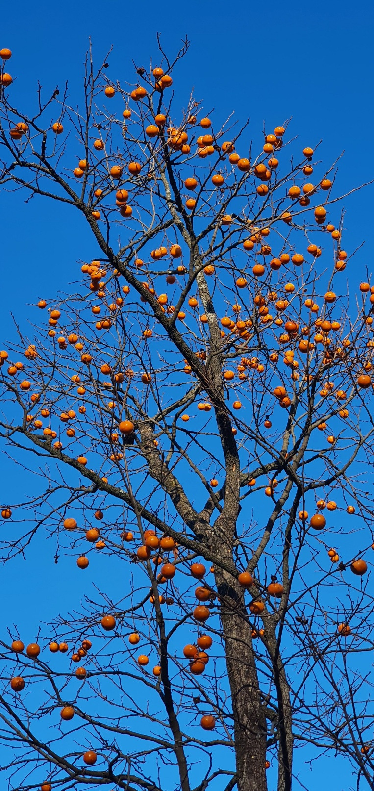 대흥사 단풍 12.jpg