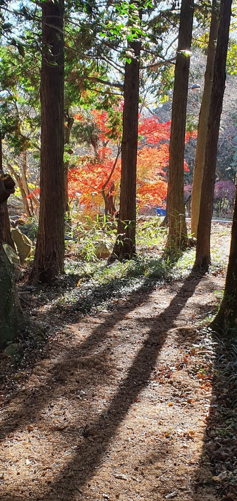 대흥사 단풍 4.jpg