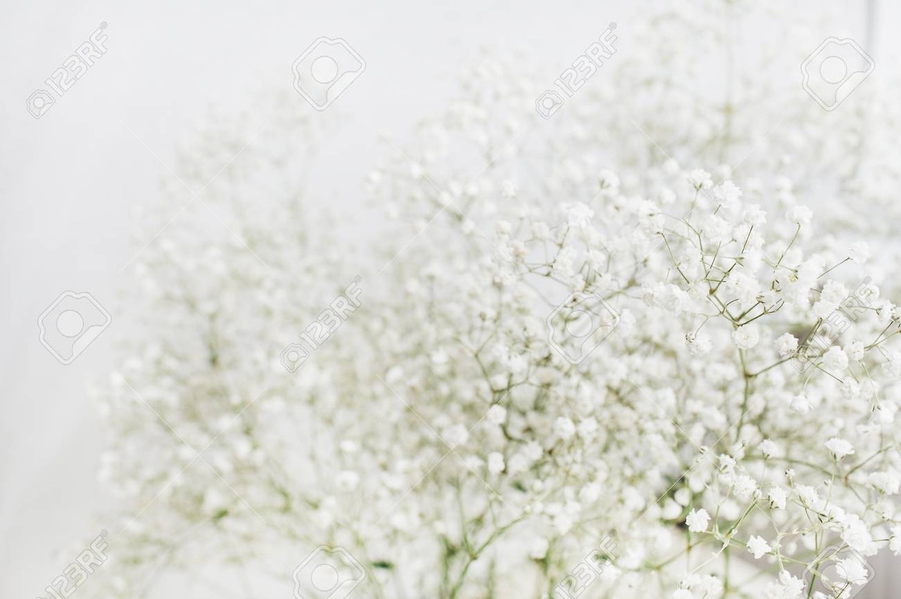 101591182-흰색-배경에-흰색-안개꽃-꽃다발입니다-최소한의-휴가-개념.jpg